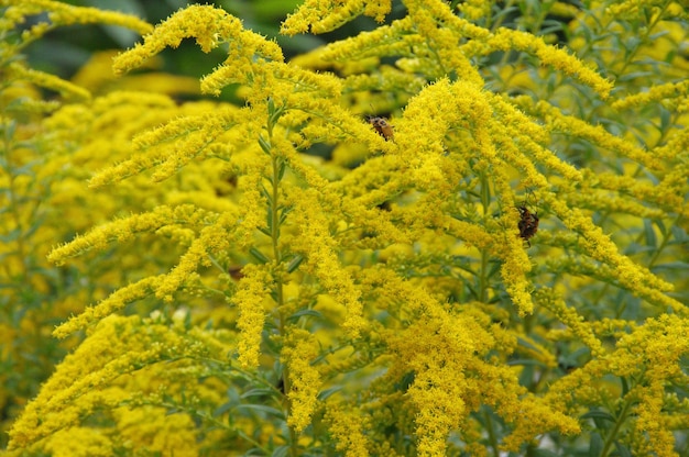 Foto close-up van gele bloeiende planten