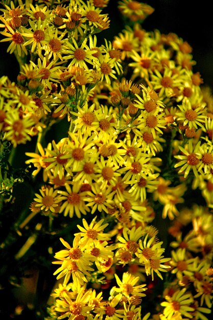 Foto close-up van gele bloeiende planten