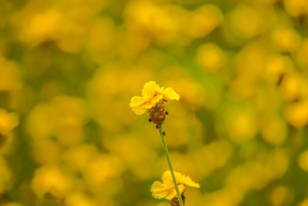 Close-up van gele bloeiende planten