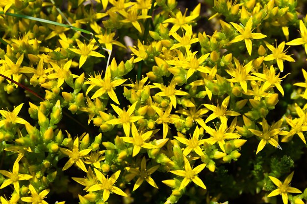 Foto close-up van gele bloeiende planten