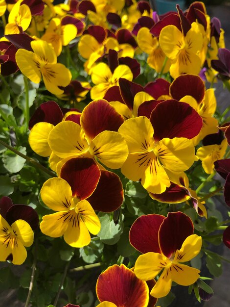 Foto close-up van gele bloeiende planten