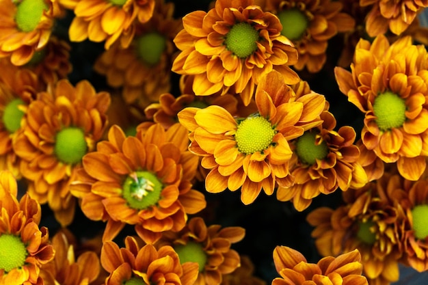 Close-up van gele bloeiende planten