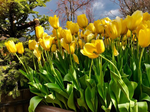 Foto close-up van gele bloeiende planten