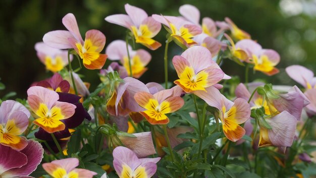 Close-up van gele bloeiende planten