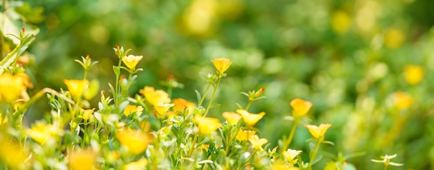 Close-up van gele bloem en groen blad onder zonlicht met kopieerruimte met als achtergrond natuurlijke planten landschap ecologie behang concept