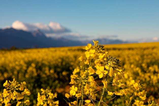 Close-up van gele bloem in plattelandslandschap met wolkenloze hemel. milieu, duurzaamheid, ecologie, hernieuwbare energie, opwarming van de aarde en bewustzijn van klimaatverandering.