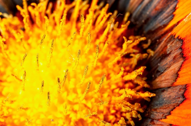 Close-up van gele bloem in tuin