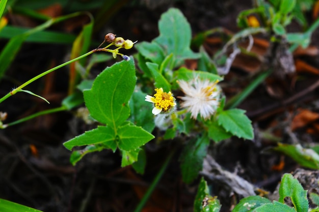 Close-up van gele bloem