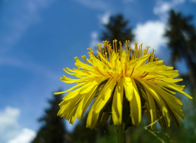 Close-up van gele bloem