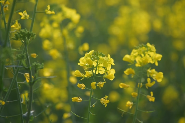Close-up van gele bloem