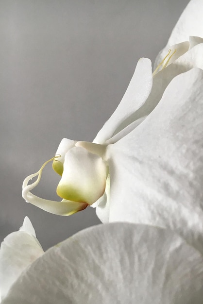 Close-up van gele bloem