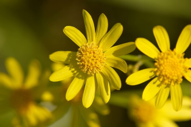 Foto close-up van gele bloem