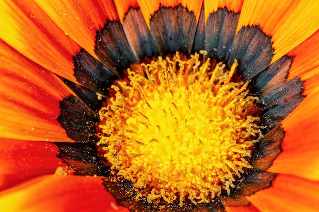 Close-up van gele bloemblaadjes