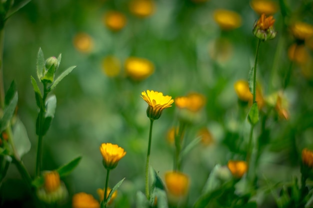 Close-up van gele bloemen die bloeien in het gazon
