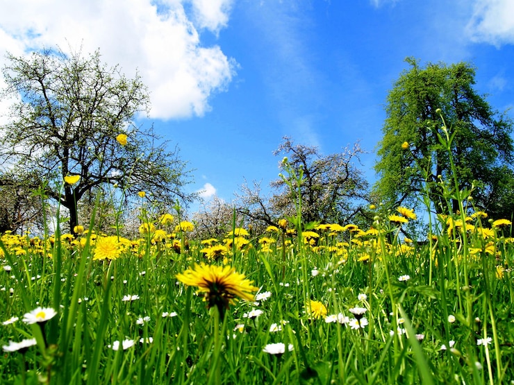 Foto close-up van gele bloemen die bloeien op het veld tegen de lucht