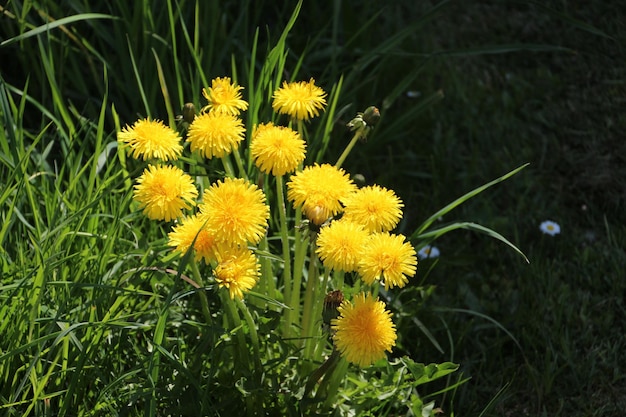 Close-up van gele bloemen die bloeien
