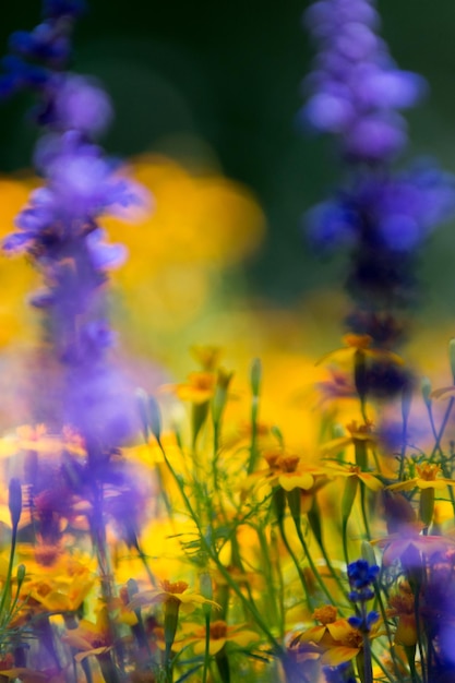 Foto close-up van gele bloemen die buiten bloeien