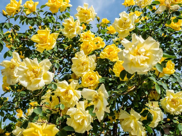 Close-up van gele bloemen die buiten bloeien