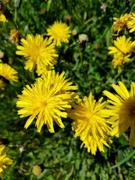 Foto close-up van gele bloemen die buiten bloeien