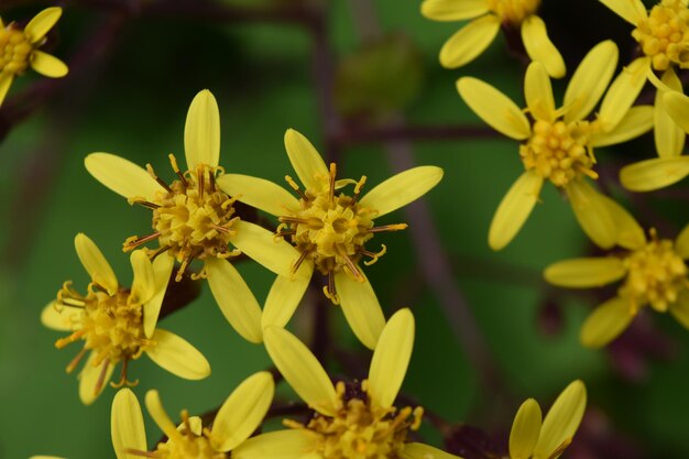 Foto close-up van gele bloemen die buiten bloeien