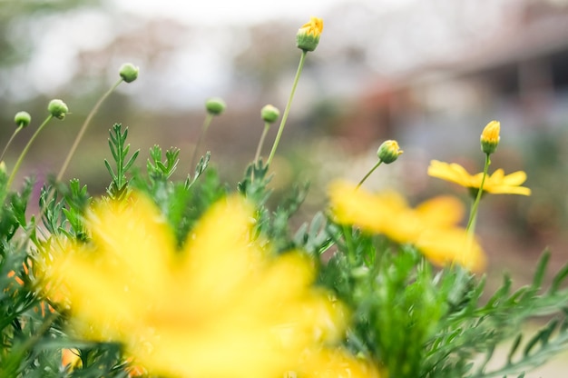 Close-up van gele bloemen die buiten bloeien