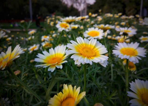 Foto close-up van gele bloemen die buiten bloeien