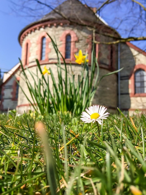 Foto close-up van gele bloemen die in een park groeien