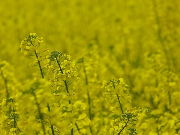 Close-up van gele bloemen die op het veld bloeien