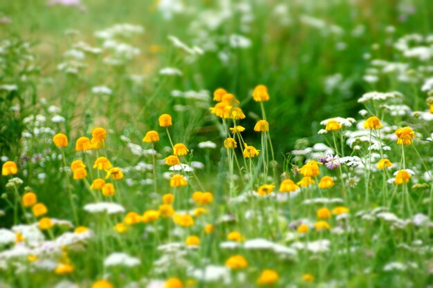 Close-up van gele bloemen die op het veld bloeien