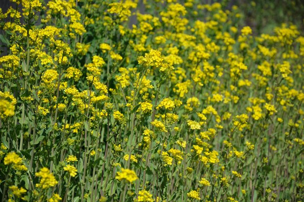 Foto close-up van gele bloemen die op het veld groeien