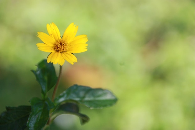 Close-up van gele bloemen op onscherpe achtergrond onder zonlicht