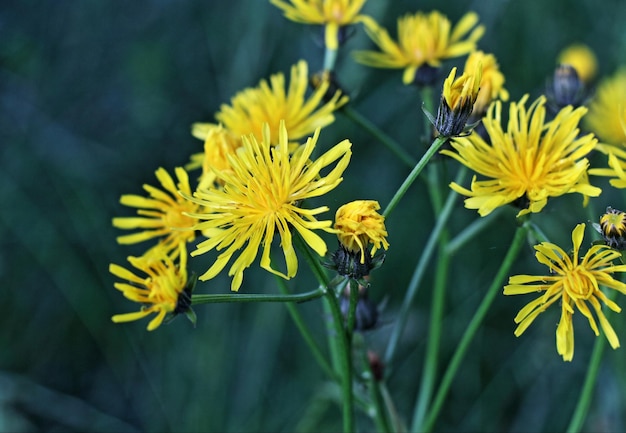 Close-up van gele bloemen tegen een wazige achtergrond