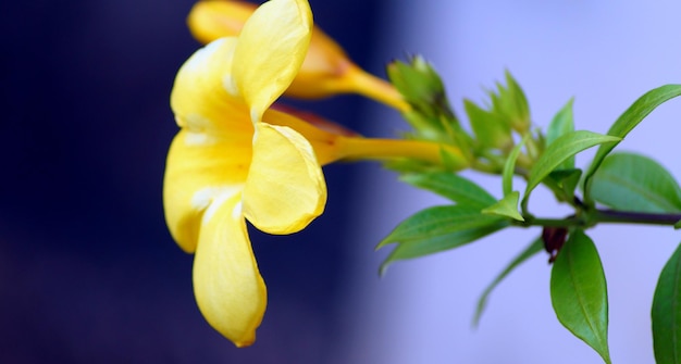 Close-up van gele bloemen tegen een wazige achtergrond
