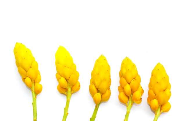 Foto close-up van gele bloemen tegen een witte achtergrond