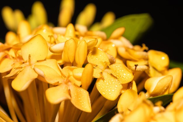 Foto close-up van gele bloemen tegen een zwarte achtergrond