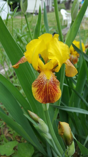 Foto close-up van gele bloemen