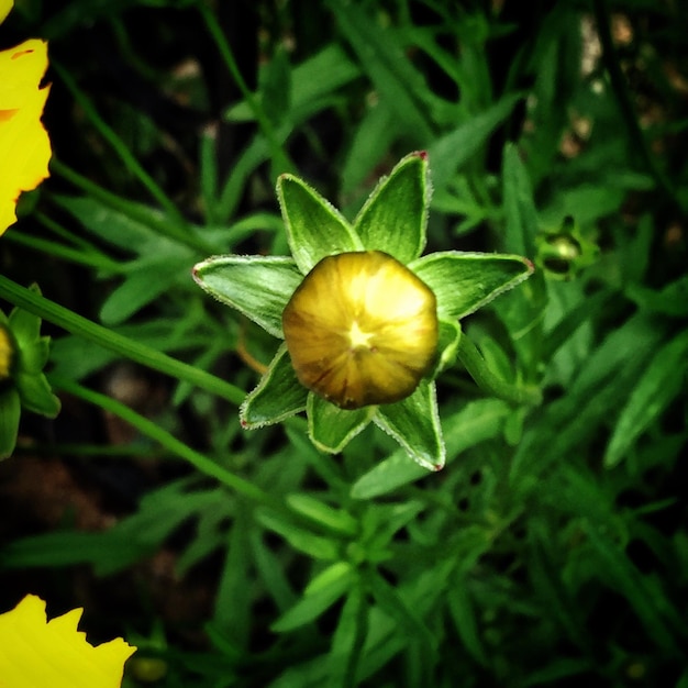 Foto close-up van gele bloemen