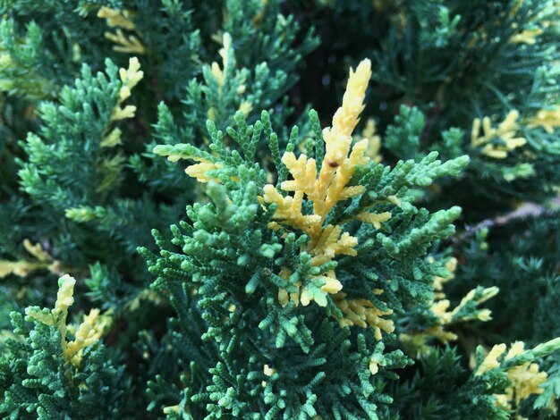 Close-up van gele bloemen