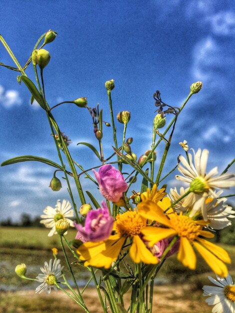 Foto close-up van gele bloemen