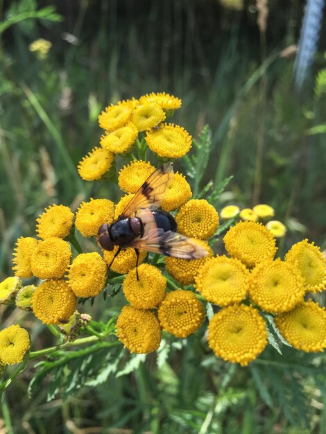 Foto close-up van gele bloemen