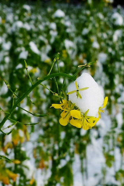 Foto close-up van gele bloemen