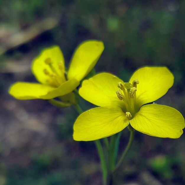 Foto close-up van gele bloemen