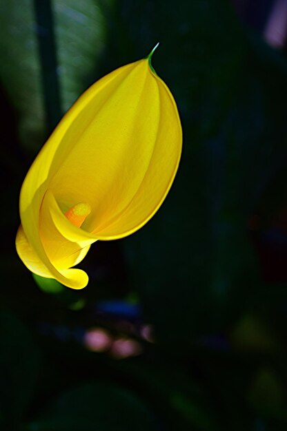 Foto close-up van gele bloemen