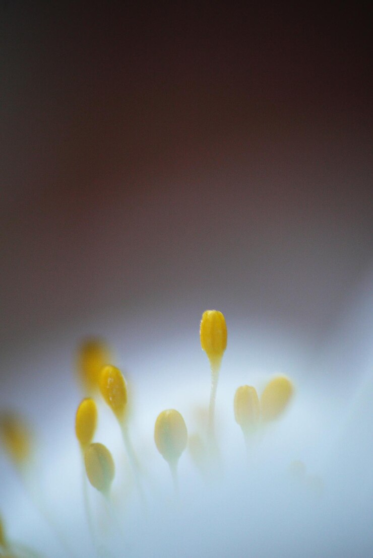 Foto close-up van gele bloemen