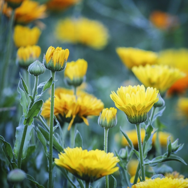 Close-up van gele bloemen