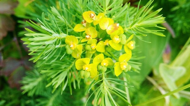 Foto close-up van gele bloemen