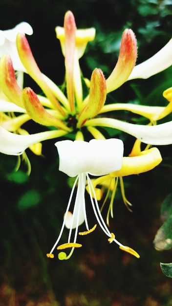 Foto close-up van gele bloemen