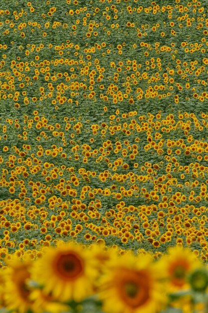 Foto close-up van gele bloemen