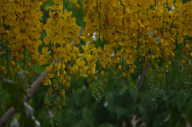 Close-up van gele bloemen