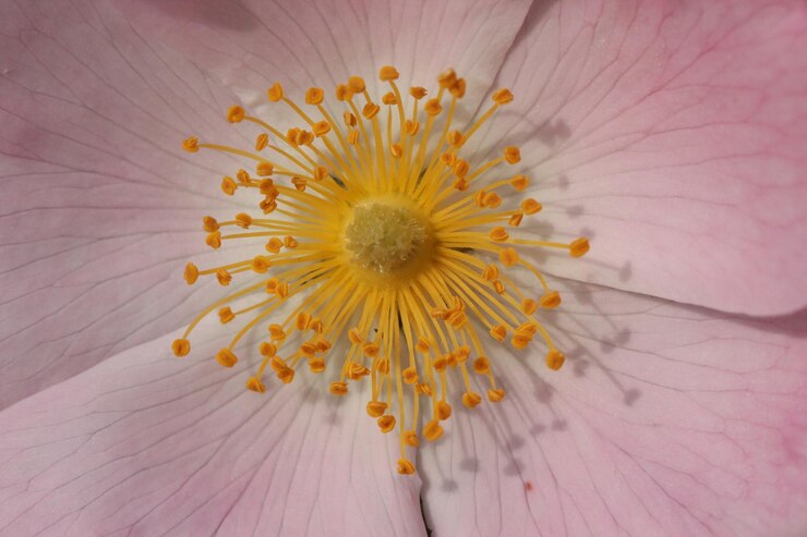 Foto close-up van gele bloempollen